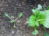 Pak choi