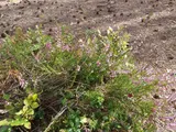 Common heather