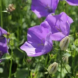 Tussock bellflower