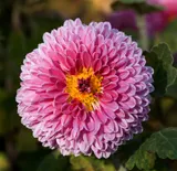 Garden chrysanthemum