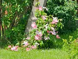 Large-flowered clematis