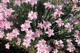 Feathered pink
