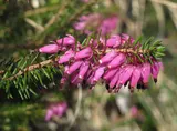 Winter heath
