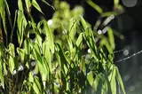 Umbrella bamboo