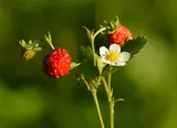 Wild strawberry