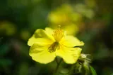 Common rock-rose