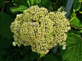 Smooth hydrangea