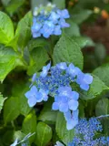 Saw-toothed hydrangea