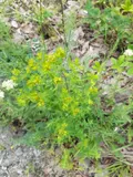 St John's wort