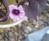 Sweet potato