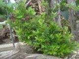 Bay laurel