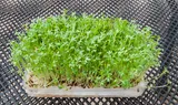 Garden cress