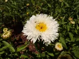 Shasta daisy