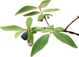 Honeyberry