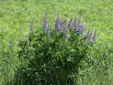 Bigleaf lupine