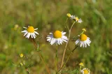 German chamomile