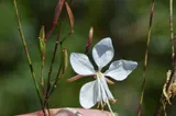 Gaura Lindheimerova