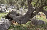 Common olive