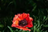 Oriental poppy