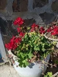 Ivy geranium