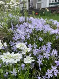 Moss phlox