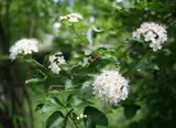 Common ninebark