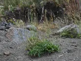 Ribwort plantain