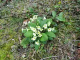 Primrose