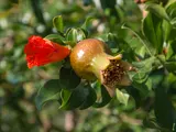 Pomegranate