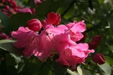 Rhododendron