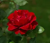 Garden rose