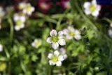 Mossy saxifrage