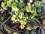 Caucasian stonecrop