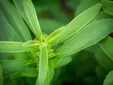 Stevia