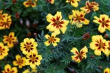 French marigold