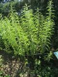 Stinging nettle