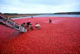 Cranberry