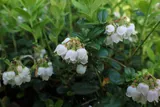 Lingonberry