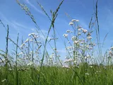 Common valerian