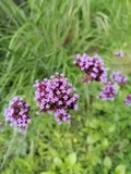 Purpletop vervain