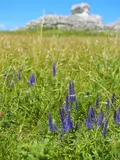 Spiked speedwell