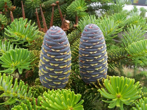 Korean fir