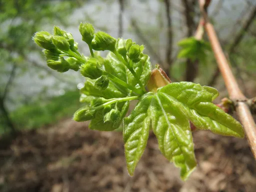 field maple