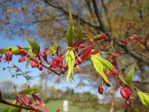 Japanese maple