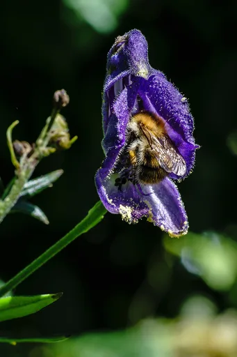 monkshood