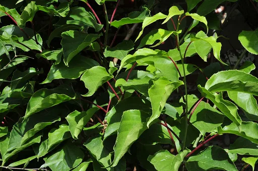 hardy kiwi