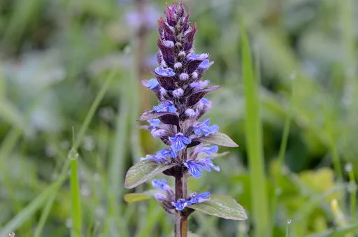 Bugle