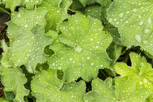 lady's mantle