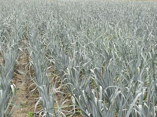 leek