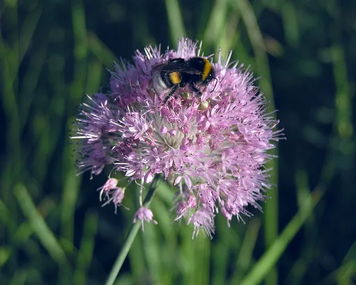 Welsh onion